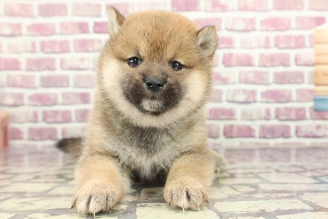 東京都の柴犬(標準サイズ) (Coo&RIKU足立本店/2024年1月31日生まれ/女の子/赤)の子犬