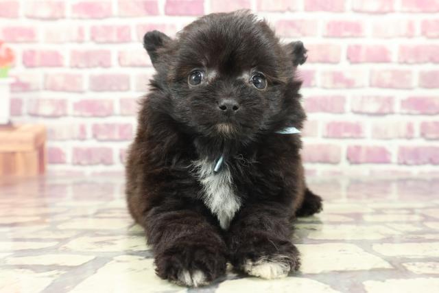 東京都のポメプー(ポメラニアン×プードル) (Coo&RIKU足立本店/2024年2月2日生まれ/男の子/ブラックホワイト)の子犬