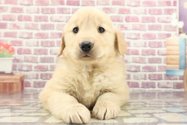 山口県のゴールデンレトリバー (Coo&RIKUシーモール下関店/2024年2月3日生まれ/女の子/ゴールデン)の子犬