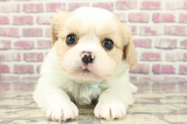 神奈川県のハーフ犬 (Coo&RIKU横浜青葉店/2024年2月2日生まれ/男の子/ブレンハイム)の子犬