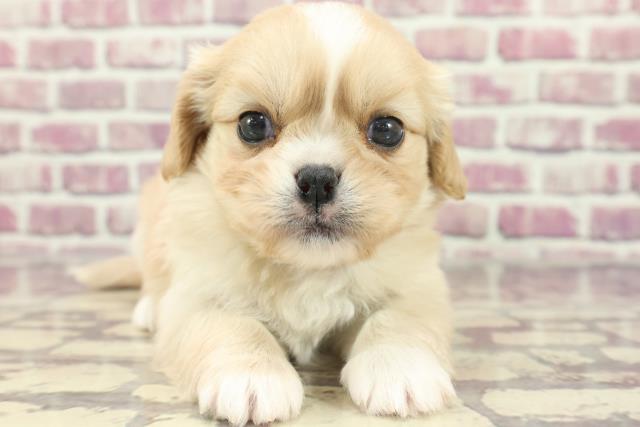 東京都のハーフ犬 (Coo&RIKU足立本店/2024年2月2日生まれ/女の子/クリームホワイト)の子犬