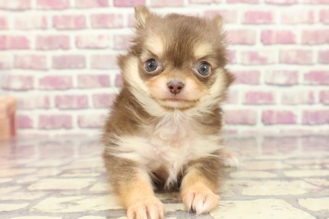 東京都のチワワ(ロング) (Coo&RIKU練馬店/2024年1月31日生まれ/女の子/チョコレートタンホワイト)の子犬