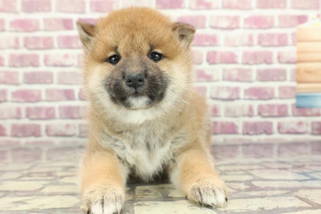 広島県の柴犬(標準サイズ) (Coo&RIKU東広島店/2024年2月3日生まれ/女の子/赤)の子犬