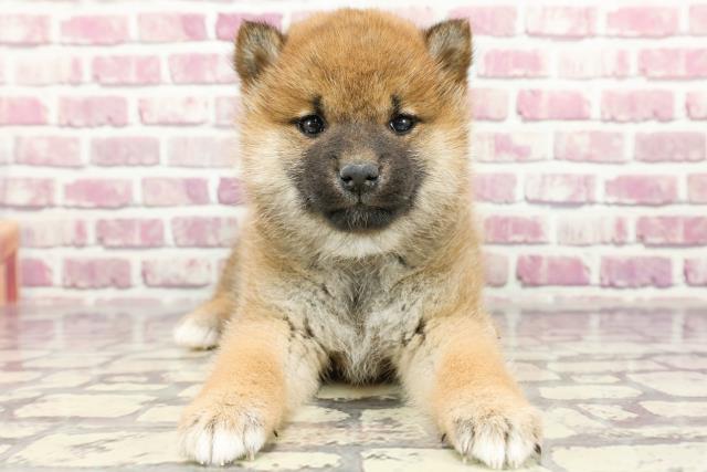 愛媛県の柴犬(標準サイズ) (Coo&RIKU大洲店/2024年2月3日生まれ/女の子/赤)の子犬