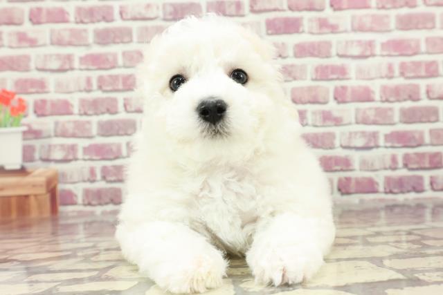 高知県のビションフリーゼ (Coo&RIKU高知御座店/2024年1月31日生まれ/女の子/ホワイト)の子犬
