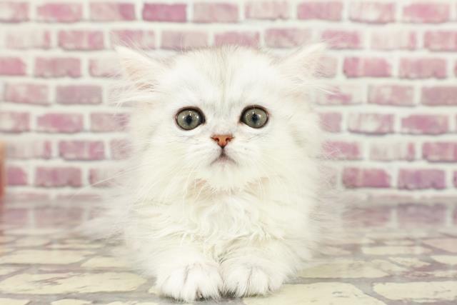 徳島県のミヌエット (Coo&RIKU徳島店/2024年2月2日生まれ/女の子/チンチラシルバー)の子猫
