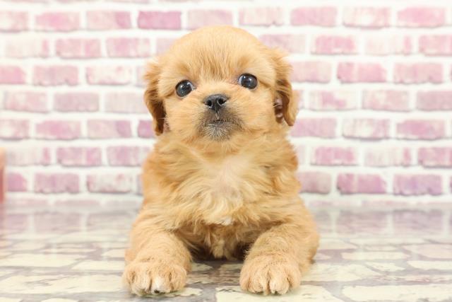 東京都のペキプー(ペキニーズ×プードル) (Coo&RIKU足立本店/2024年2月1日生まれ/女の子/アプリコット)の子犬