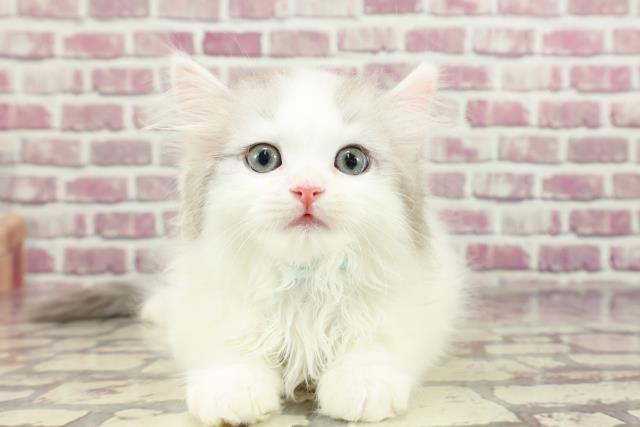 千葉県のラガマフィン (Coo&RIKU若葉都賀店/2024年2月3日生まれ/男の子/ブルータビーホワイト)の子猫