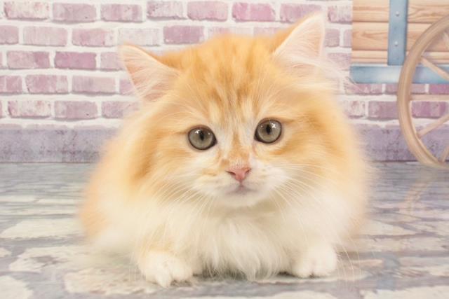 兵庫県のミヌエット (Coo&RIKU三木店/2024年1月28日生まれ/男の子/レッドタビーホワイト)の子猫