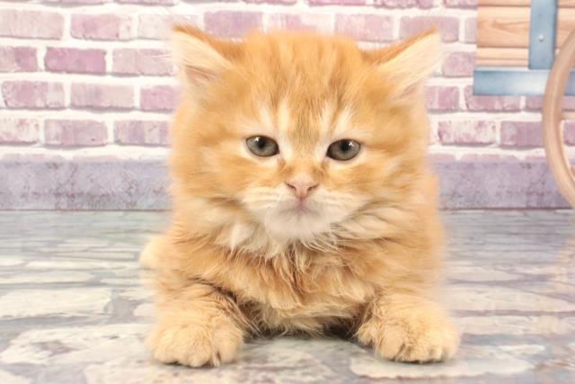 広島県のスコティッシュフォールド (Coo&RIKU東広島店/2024年2月3日生まれ/男の子/レッドタビー)の子猫
