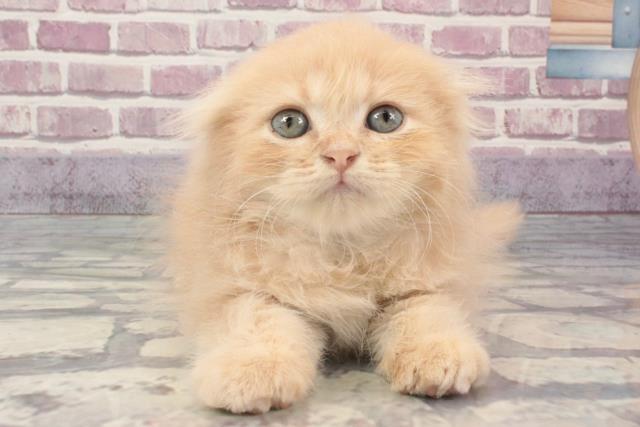 兵庫県のスコティッシュフォールド (Coo&RIKU丹波店/2024年2月2日生まれ/男の子/クリームタビー)の子猫