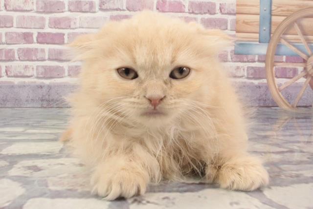 滋賀県のスコティッシュフォールド (Coo&RIKU長浜店/2024年2月3日生まれ/男の子/クリームタビー)の子猫