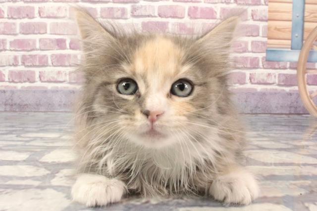 奈良県のノルウェージャンフォレストキャット (Coo&RIKU奈良新庄店/2024年2月4日生まれ/女の子/ブラウンパッチドタビーホワイト)の子猫