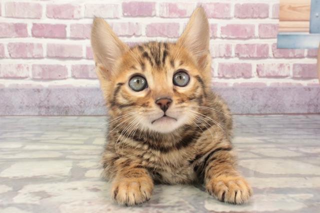 兵庫県のベンガル (Coo&RIKU伊丹店/2024年1月31日生まれ/男の子/ブラウンスポットタビー)の子猫