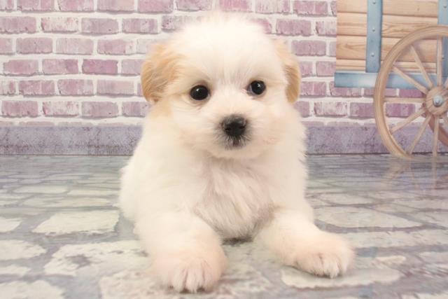 兵庫県のポメプー(ポメラニアン×プードル) (Coo&RIKU伊丹店/2024年2月2日生まれ/女の子/クリームホワイト)の子犬