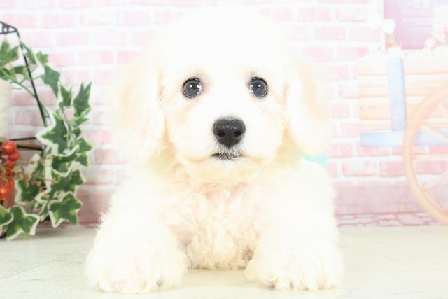 熊本県のビションフリーゼ (Coo&RIKUカリーノ玉名店/2024年2月1日生まれ/男の子/ホワイト)の子犬