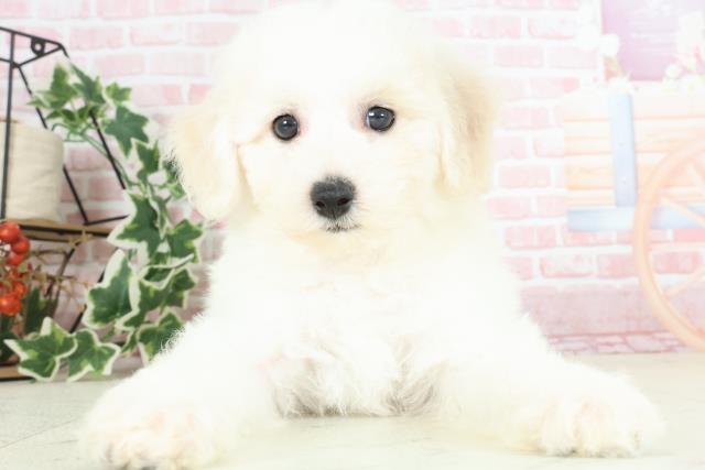 福岡県のビションフリーゼ (Coo&RIKU黒崎店/2024年2月1日生まれ/女の子/ホワイト)の子犬
