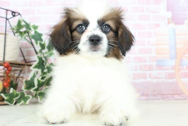 熊本県のパピヨン (Coo&RIKU宇土シティモール店/2024年2月2日生まれ/男の子/ホワイトブラウン)の子犬