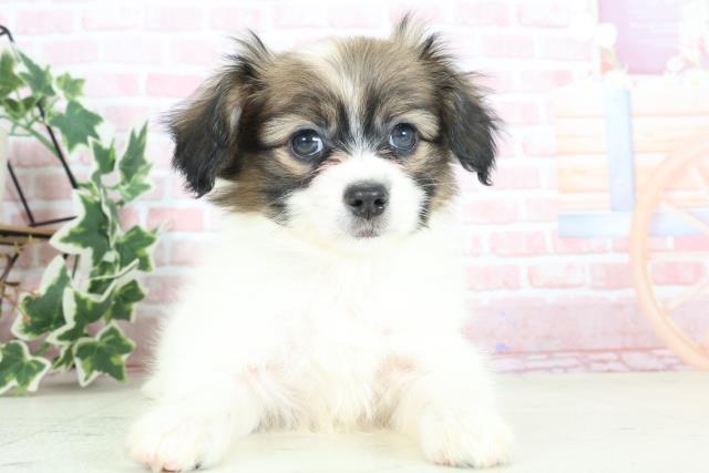 熊本県のパピヨン (Coo&RIKUカリーノ菊陽店/2024年2月2日生まれ/男の子/ホワイトブラウン)の子犬