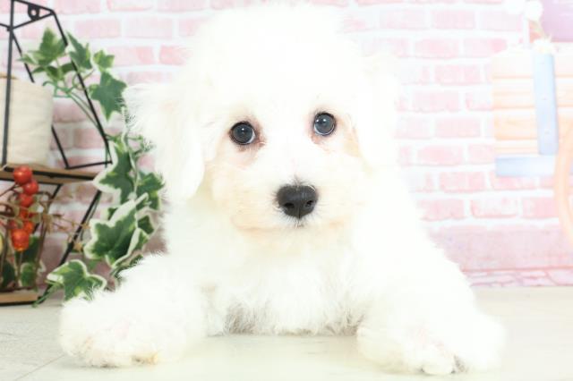 福岡県のビションフリーゼ (Coo&RIKU福岡古賀店/2024年2月2日生まれ/男の子/ホワイト)の子犬