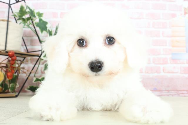 福岡県のビションフリーゼ (Coo&RIKU福岡西店/2024年2月2日生まれ/女の子/ホワイト)の子犬