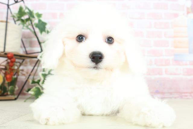 福岡県のビションフリーゼ (Coo&RIKU福岡東店/2024年2月2日生まれ/女の子/ホワイト)の子犬