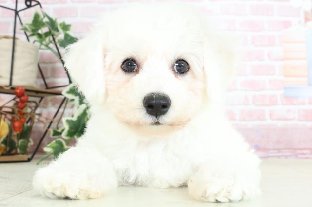 福岡県のビションフリーゼ (Coo&RIKU行橋店/2024年2月2日生まれ/女の子/ホワイト)の子犬