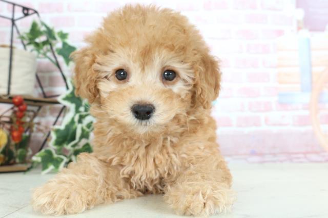 熊本県のトイプードル(トイ) (Coo&RIKU熊本店/2024年2月4日生まれ/男の子/アプリコット)の子犬