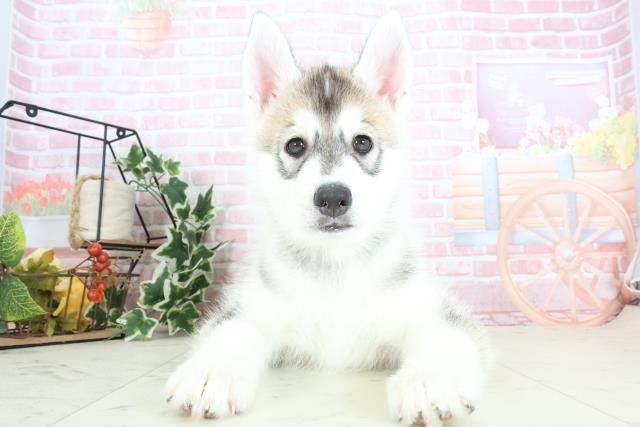 鹿児島県のシベリアンハスキー (Coo&RIKU鹿屋店/2024年2月3日生まれ/男の子/シルバーホワイト)の子犬