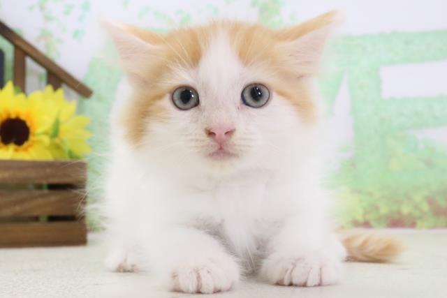 熊本県のラガマフィン (Coo&RIKUカリーノ菊陽店/2024年1月30日生まれ/女の子/レッドホワイト)の子猫