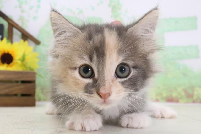 鹿児島県のノルウェージャンフォレストキャット (Coo&RIKU鹿児島店/2024年2月1日生まれ/女の子/ブルーパッチドタビーホワイト)の子猫