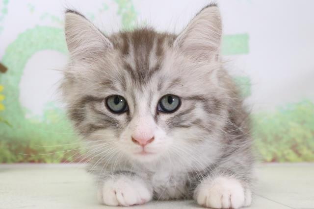 鹿児島県のサイベリアン (Coo&RIKU鹿屋店/2024年2月3日生まれ/男の子/シルバータビーホワイト)の子猫
