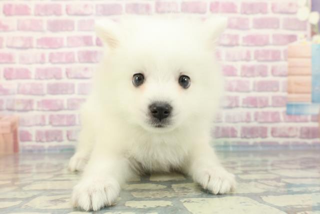 徳島県の日本スピッツ (Coo&RIKU徳島店/2024年1月22日生まれ/男の子/ホワイト)の子犬