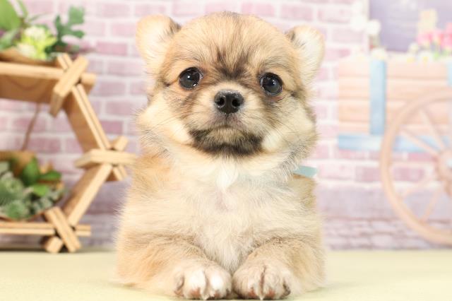 愛知県のチワワ(ロング) (Coo&RIKU東海一宮店/2024年2月3日生まれ/男の子/レッドホワイト)の子犬
