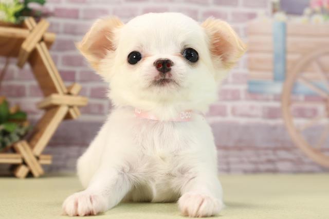 静岡県のチワワ(ロング) (Coo&RIKU富士店/2024年2月3日生まれ/女の子/ホワイトレッド)の子犬