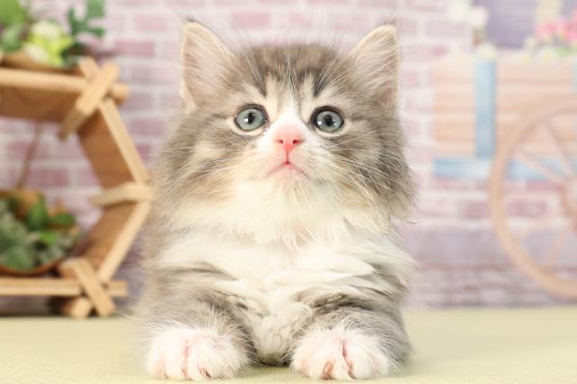 三重県のノルウェージャンフォレストキャット (Coo&RIKU津高茶屋店/2024年2月4日生まれ/女の子/ブルータビーホワイト)の子猫