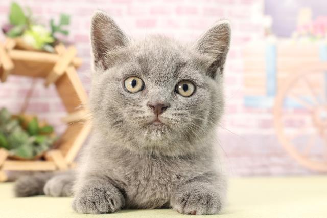 三重県のブリティッシュショートヘアー (Coo&RIKU四日市店/2024年2月1日生まれ/男の子/ブルー)の子猫