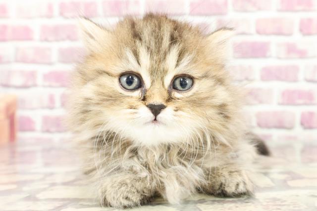 千葉県のミヌエット (Coo&RIKU東船橋店/2024年2月5日生まれ/女の子/ブラウンパッチドタビー)の子猫