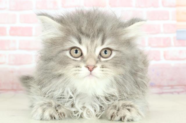 熊本県のサイベリアン (Coo&RIKUカリーノ玉名店/2024年2月2日生まれ/女の子/ブルースモークタビー)の子猫