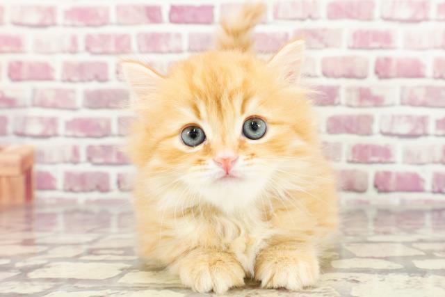 福島県のミヌエット (Coo&RIKUいわき店/2024年2月4日生まれ/男の子/レッドタビー)の子猫