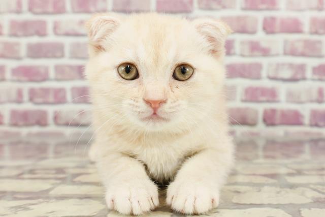 青森県のスコティッシュフォールド (Coo&RIKU青森店/2024年1月31日生まれ/男の子/クリームタビー)の子猫