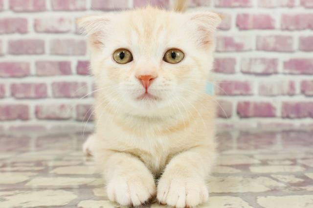 新潟県のスコティッシュフォールド (Coo&RIKU長岡店/2024年1月31日生まれ/男の子/レッドタビー)の子猫