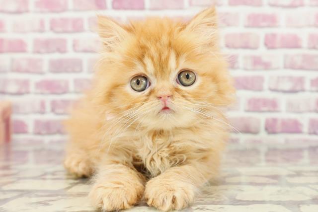 群馬県のミヌエット (Coo&RIKU高崎店/2024年2月4日生まれ/女の子/レッドタビー)の子猫