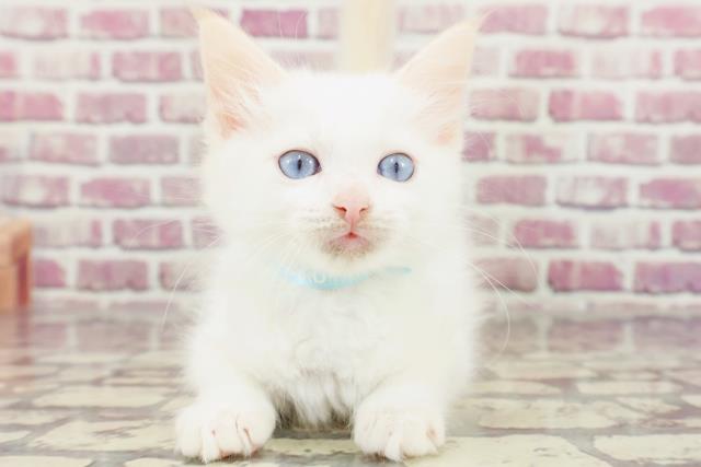 北海道のラグドール (Coo&RIKU釧路店/2024年1月25日生まれ/男の子/レッドポイント)の子猫
