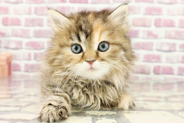 北海道のラガマフィン (Coo&RIKU帯広店/2024年2月4日生まれ/女の子/ブラウンクラシックタビー)の子猫