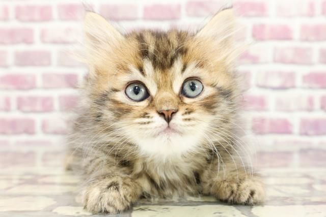 北海道のラガマフィン (Coo&RIKU旭川店/2024年2月3日生まれ/男の子/ブラウンマッカレルタビー)の子猫