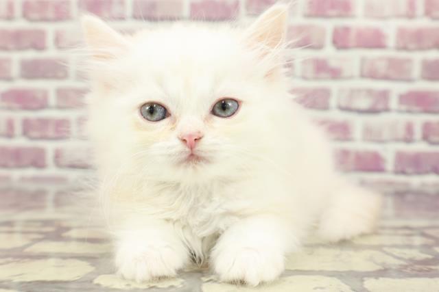 青森県のラガマフィン (Coo&RIKU八戸店/2024年2月3日生まれ/男の子/クリームタビー)の子猫