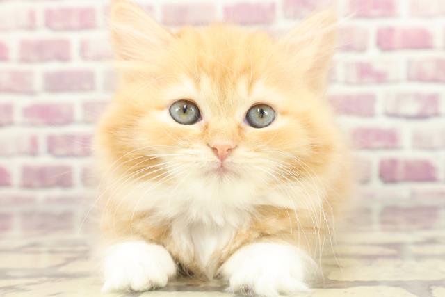 新潟県のラガマフィン (Coo&RIKUイオンモール新発田店/2024年1月30日生まれ/女の子/レッドタビーホワイト)の子猫