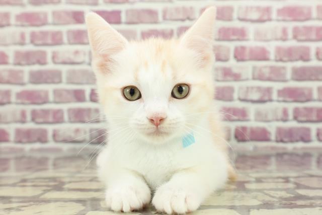北海道のマンチカン (Coo&RIKU釧路店/2024年1月23日生まれ/男の子/クリームクラシックタビーホワイト)の子猫
