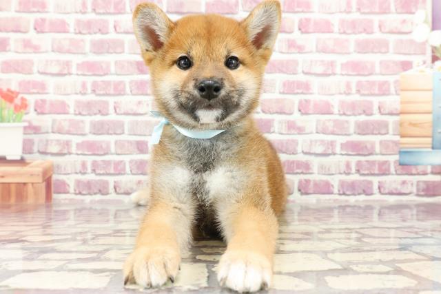千葉県の柴犬(標準サイズ) (Coo&RIKU若葉都賀店/2024年1月31日生まれ/男の子/赤)の子犬